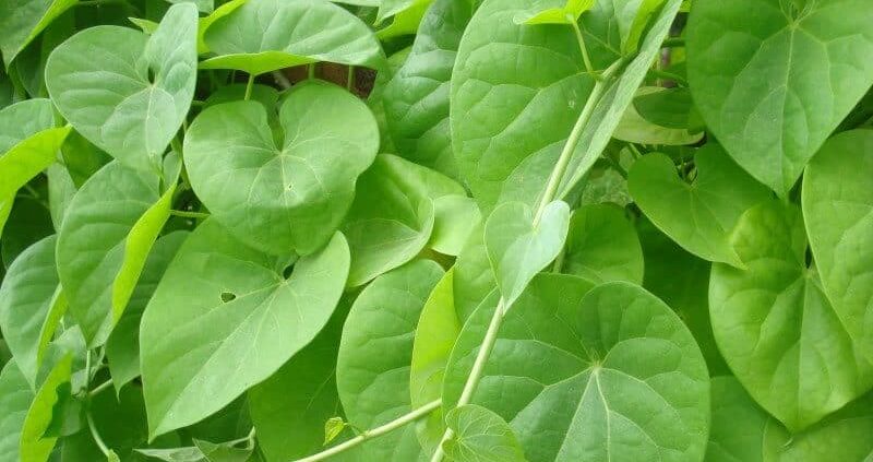 21 Science Backed Benefits Of Guduchi That You Should Know