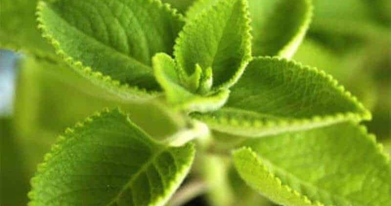 Health Benefits Of Indian Borage (Mexican Mint)