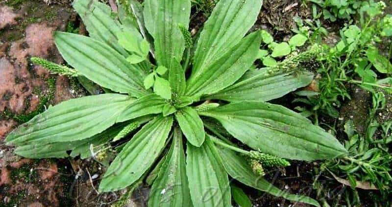 Plantago Asiactica (Asian Plantain) – Health Benefits,Medicinal Uses,Side Effects
