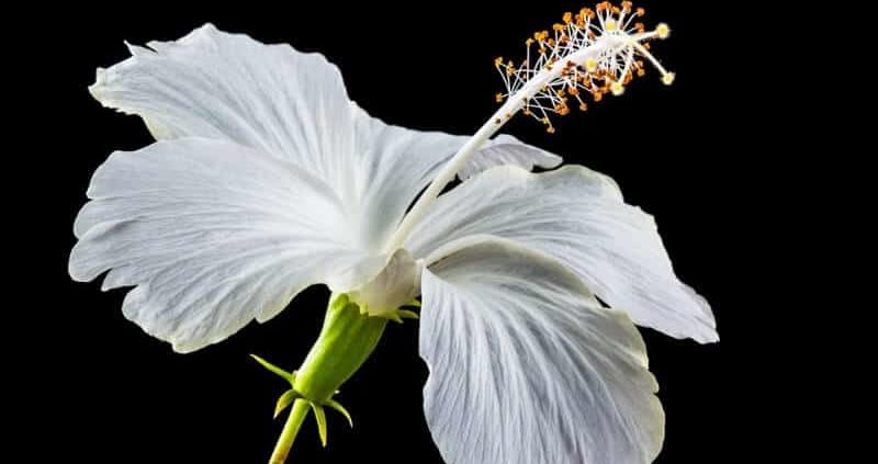 Amazing Health Benefits Of Shoe Flower