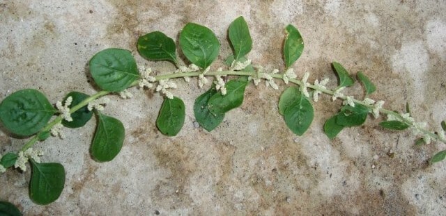 Ayurvedic Value of Aerva Lanata