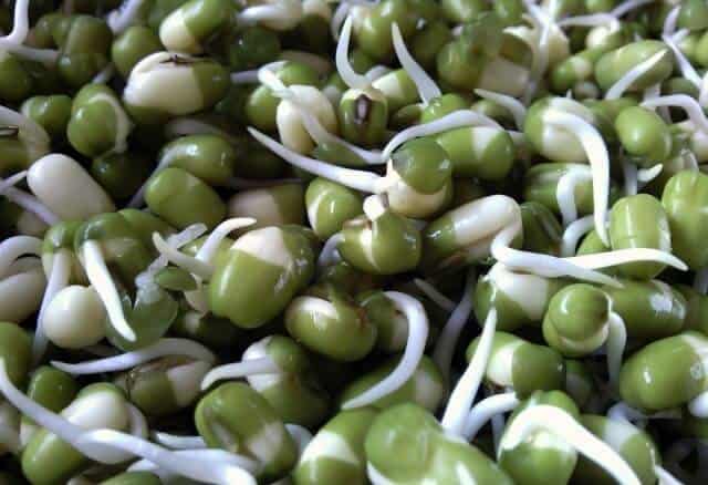 Green Gram sprouts