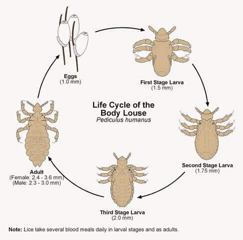 Life Cycle Of Body Lice