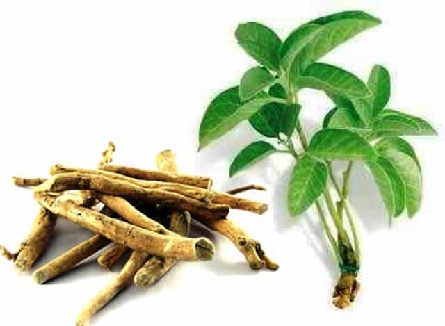 What Are The Constituents Of Ashwagandha