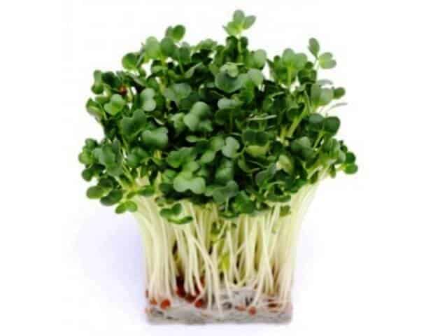 radish sprout