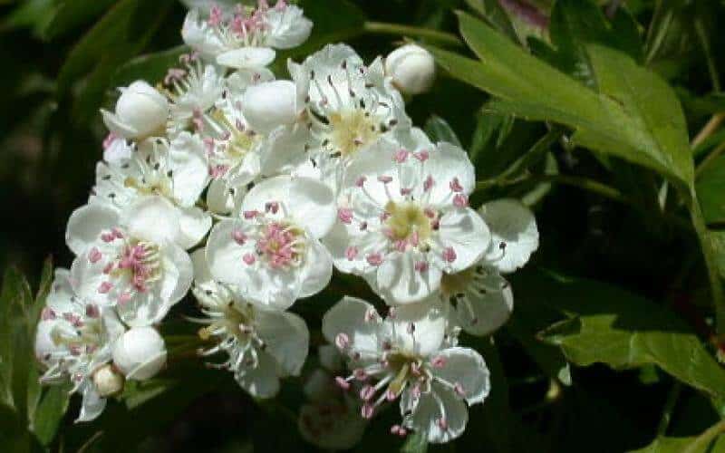 Crataegus Oxyacantha - Health Benefits,Side Effects and Usage