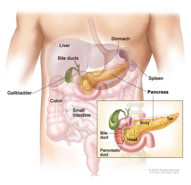  Functions of Pancreas