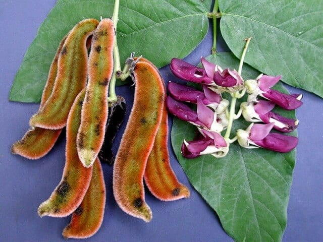 How To Use Mucuna Pruriens Bean