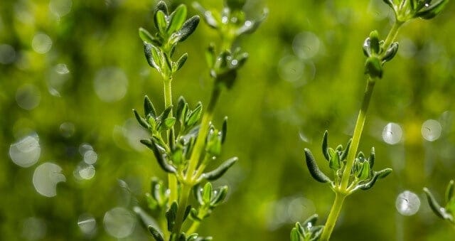 Thyme For Treating Thrush