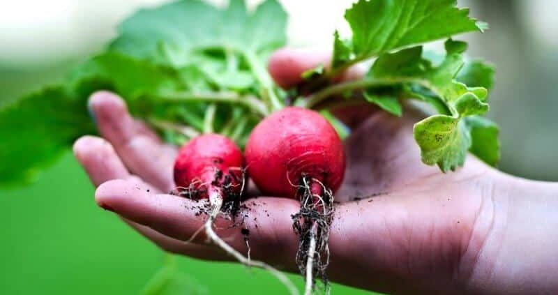 29 Health Benefits Of Eating Radish That You Should Know