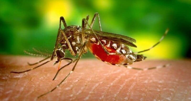 22 Best Home Remedies To Get Rid Of Mosquitoes