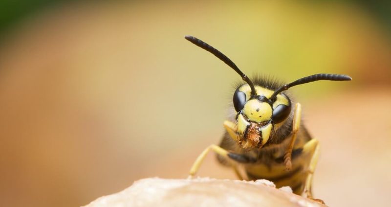 17 Proven Home Remedies To Get Rid Of Wasp Sting Swelling