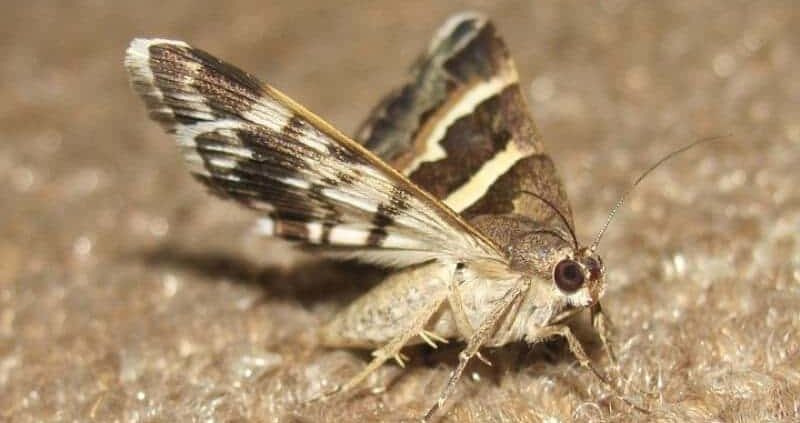 Home Remedies To Get Rid Of Moth Flies