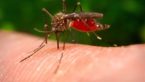 20 Proven Home Remedies To Get Rid Of Mosquito Bites Fast