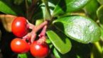 14+ Health Benefits & Uses Of Bearberry (Uva-Ursi) Extract