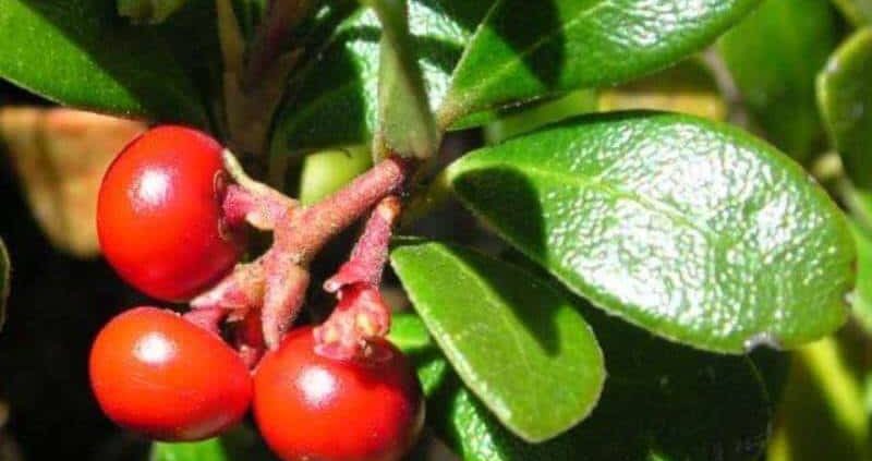 14+ Health Benefits & Uses Of Bearberry (Uva-Ursi) Extract