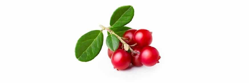 Bearberry Extract Health Benefits