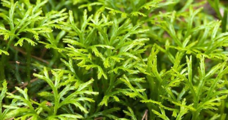 Club Moss : Health Benefits, Uses, Side Effects