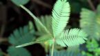 19 Health Benefits Of Touch-Me-Not Plant (Mimosa Pudica )