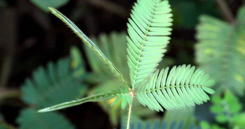 19 Health Benefits Of Touch-Me-Not Plant (Mimosa Pudica )