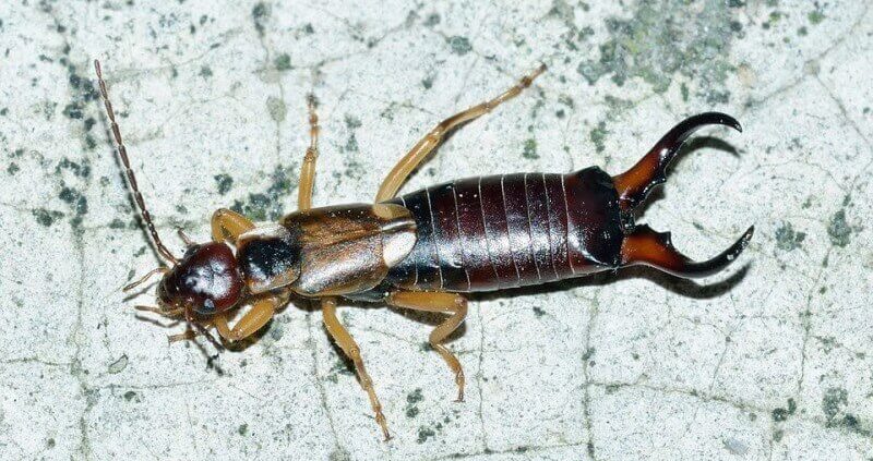 How To Get Rid Of Earwigs?