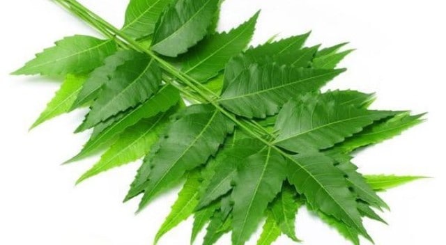 Indian lilac Neem As A home remedy for vaginal itching