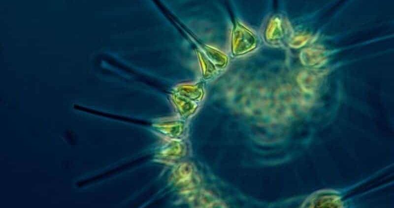 12 Proven Health Benefits Of Marine Phytoplankton