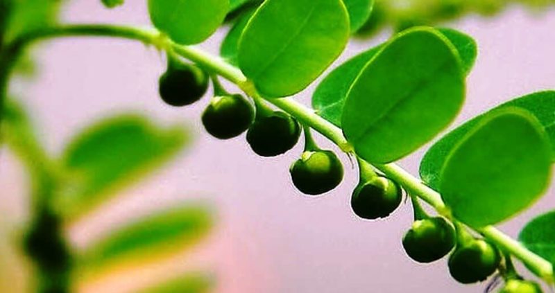 Phyllanthus Niruri – Wonder Herb That Cure Many Disease