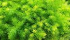 Shatavari Kalpa: Did You Know Benefits Of Ayurveda Medicinal Herb