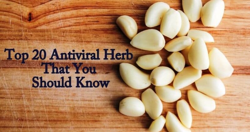 Top 20 Antiviral Herb That You Should Know