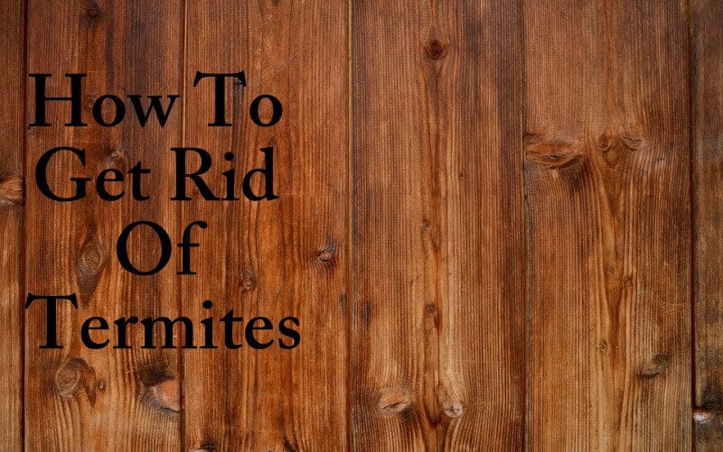 Home Remedies To Get Rid Of Termites