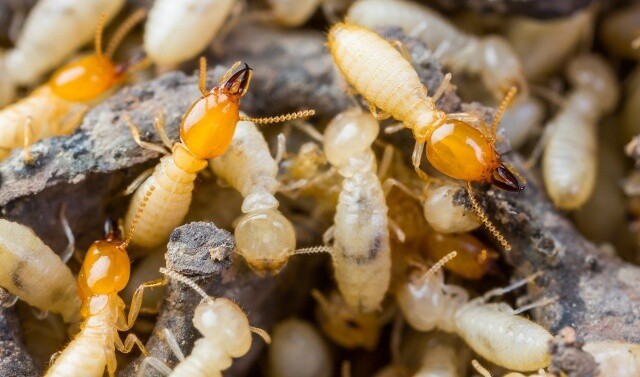 How To Get Rid Of Termites Naturally