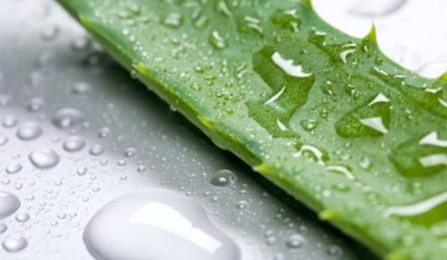 Aloe Vera To Cure Scabies