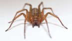 Hobo Spider Bite :Pictures,Symptoms, And Treatments