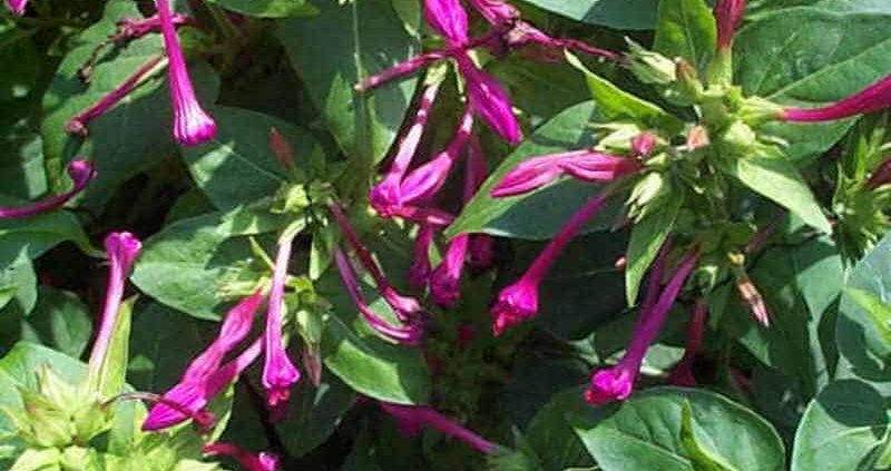 Clavillia : Uses, Dosage, Benefits, Side Effects