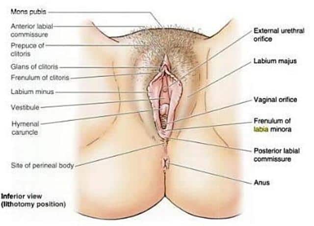 Understand Genital Anatomy Of Your Vagina