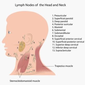 hard lymph nodes back of neck
