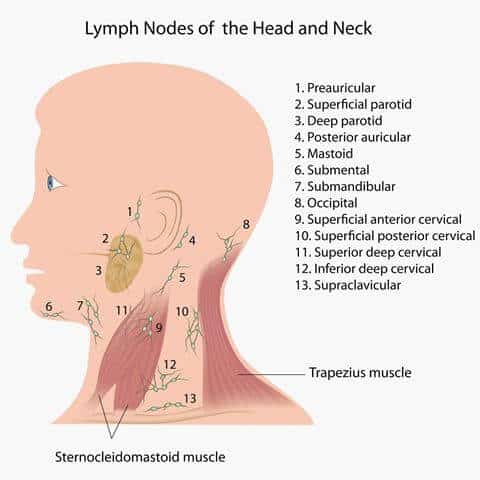 What Are The Causes Of Swollen Occipital Lymph Node