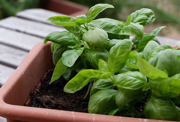 Basil for rash