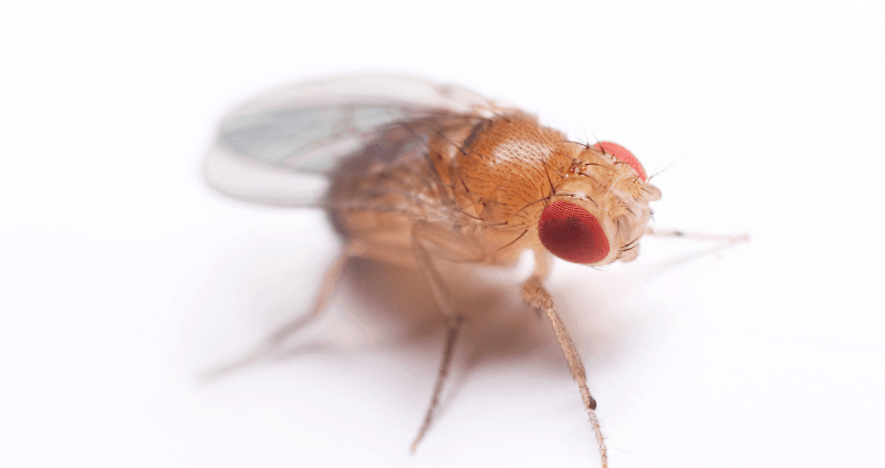 Do Fruit Flies Bite And Are They Dangerous?