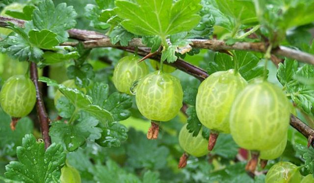 Gooseberry for hair