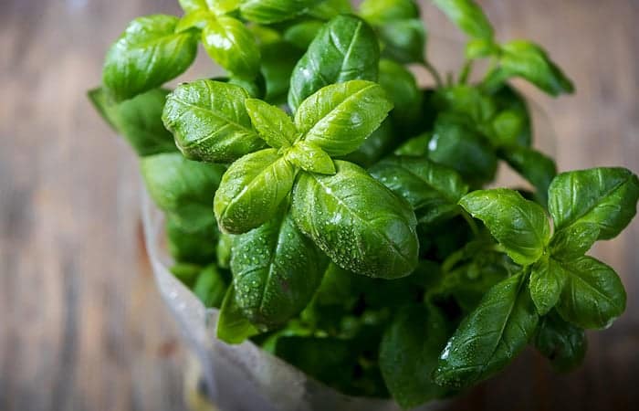 Holy basil for blood purification