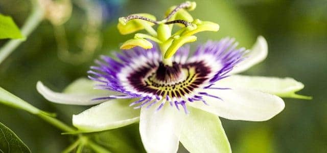 Passion Flower Get Over Anxiety