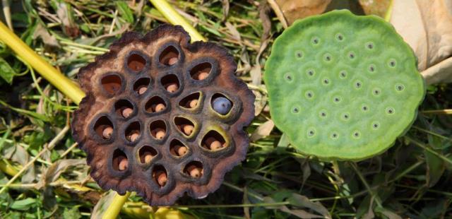 Trypophobia Pictures1