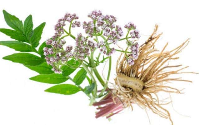 Valerian Panic Attack Without Medication