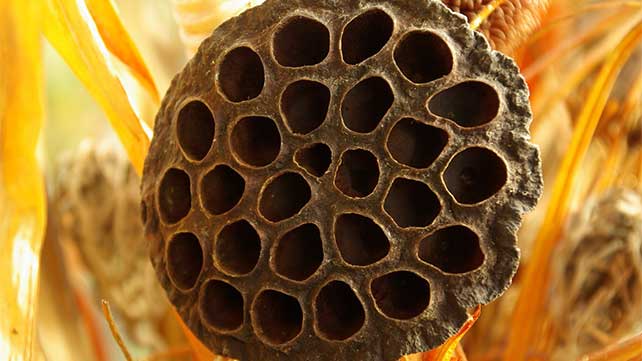What Is Trypophobia