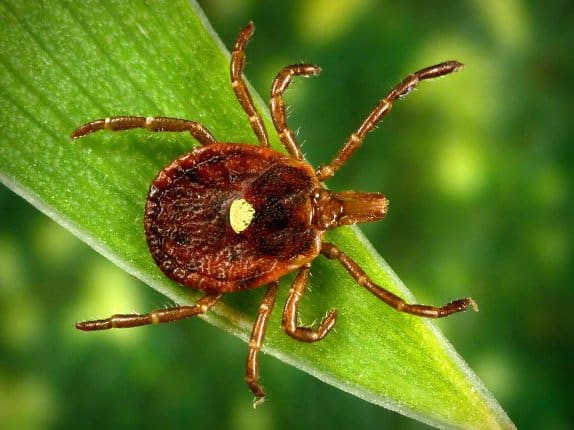 Ehrlichiosis caused by lone star tick