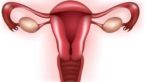 Anteverted Uterus : Symptoms , Causes , Diagnosis, Treatment