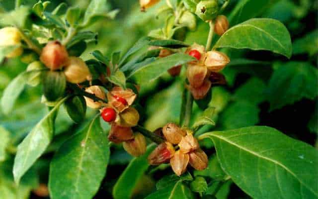 Ashwagandha for weight gain