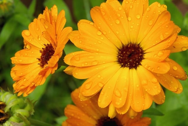 Calendula flower for eye